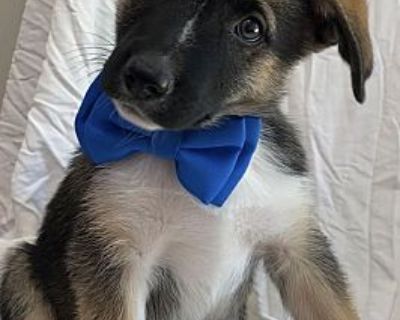 Theo - Australian Cattle Dog Male Puppy for Adoption