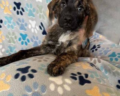 Cypress - Labrador Retriever/Pit Bull Terrier Mix Male Puppy for Adoption