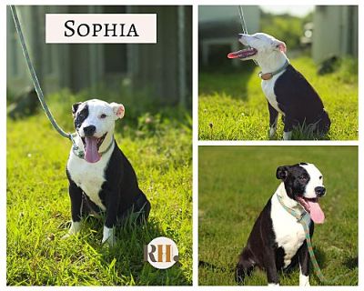 Sophia - Border Collie Female Puppy for Adoption