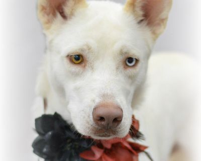 Betty - Husky Mix Female Dog for Adoption