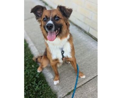 Sir Charles - Border Collie/Spaniel (Unknown Type) Mix Male Dog for Adoption