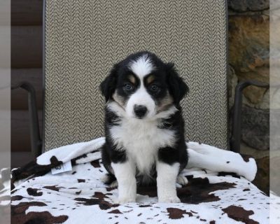 Nicki - Miniature Australian Shepherd Female Puppy for Sale