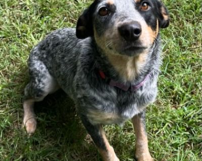 Jasmine - Australian Cattle Dog / Blue Heeler Female Dog for Adoption