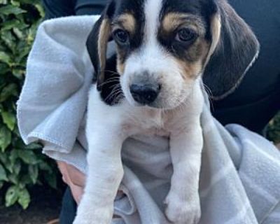 Lenny - Jack Russell Terrier/Beagle Mix Male Puppy for Adoption