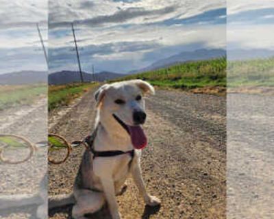 Honey Bee - Female Labrador Retriever-Unknown Mix for Adoption