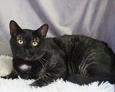 Flint - Domestic Shorthair Male Cat for Adoption