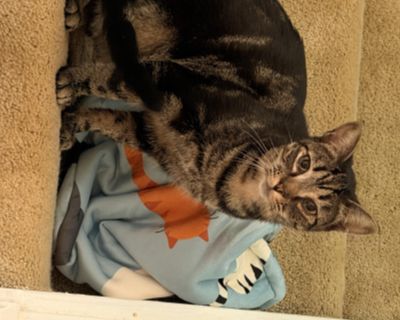 Asteroid was brought to me at about 8 weeks old. He was so sick and shy, and despite my efforts, his sickness improved but his shyness held on. He loves it when he s held, purrs and makes biscuits, but when he s free in the house, he gives me a good 5 foot radius. He loves playing with the other kittens, has a grand time playing with his mouse toys, and is an expert bug catcher. In a quieter, m...