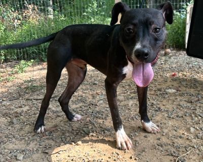 Josh - Pit Bull Terrier Mix Male Dog for Adoption