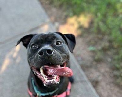 Sampson - Rottweiler/American Pit Bull Terrier Mix Male Dog for Adoption