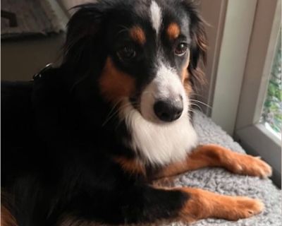 Macaroon - Female Puppy Australian Shepherd for Adoption