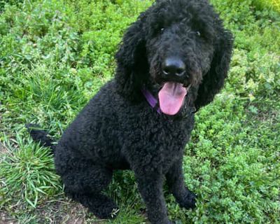 Vera - Poodle (Standard) Female Dog for Adoption