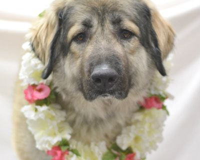 Honey - Anatolian Shepherd Female Dog for Adoption