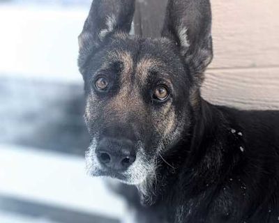 Aquila - German Shepherd Dog Female Dog for Adoption