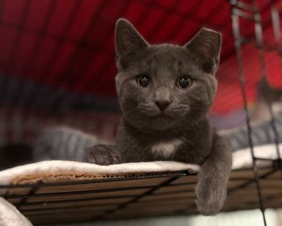 Hi! My name is Charcoal (born 7/28/2025). My brother, Graphite and I were rescued by the kind volunteers. We are still learning that the world can be a safe and loving place. With patience, kindness, and a calm home, we're sure to blossom. If you have a soft spot for tender, timid kitties like us and would like to us, please fill out an application using the link below: Adoption application: ht...