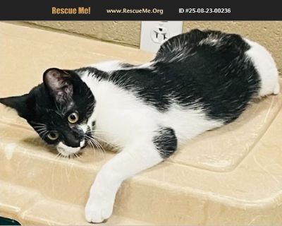 I'm Paola! My name means 'small and humble' - its a name that also says 'I will always be your baby- no matter how big I get.' I love finding tight spots to nap in- a little too much. Paola is the feistiest of her siblings. It turns out that that she is not a fan of dogs - she is very close with her sister Chickpea. We think she is missing her siblings and feels lost. Being the last picked is n...