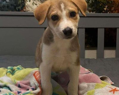 Patriot - Carolina Dog & Retriever Mix Male Puppy for Adoption