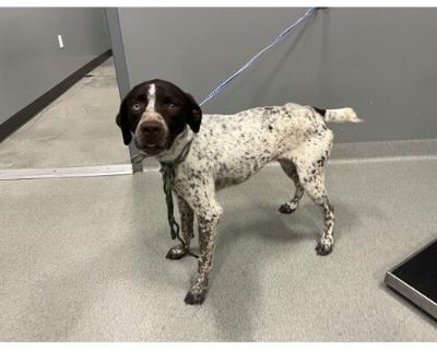 DEEBO - German Shorthaired Pointer Male Dog for Adoption