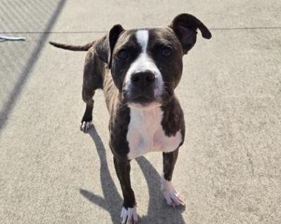 Meet Tootsie Roll, a young and gentle soul residing at our local shelter. Despite her shyness, Tootsie Roll's sweet and curious nature shines through. She needs a little time to warm up as new environments and she thrives on positive reinforcement, gaining confidence with each gentle word and treat. Enrichment activities and sniffy walks are her favorite, allowing her to explore the world at he...