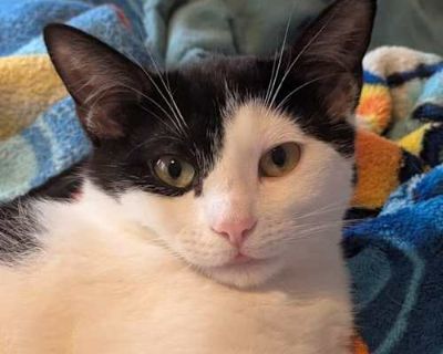 Buttery crust - Domestic Shorthair Female Cat for Adoption