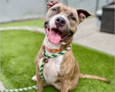 Allow me to introduce myself... My name is Hq, And I am a 4 Years old, Spayed Female, American Pit Bull, Mixed. Here's a bit of an insight into my background and personality: Hi, I'm HQ-short for 'Headquarters,' because wherever I go, the fun officially begins! I'm a 4-year-old Pit Bull with a big heart, a wagging tail, and a serious talent for making people smile. I love meeting new friends an...