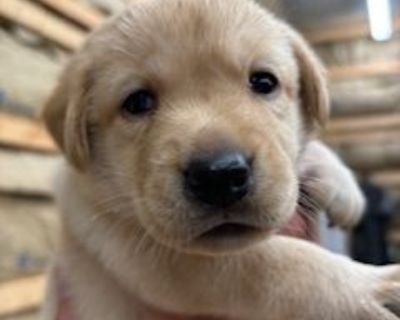 3 Male and 2 Female Labrador Retriever Puppies for Sale