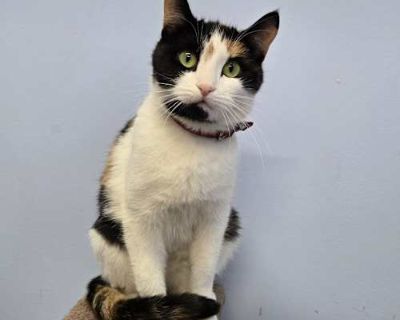 Kiera - Domestic Shorthair Female Cat for Adoption