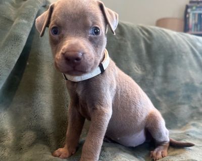 Marshy - Labrador Retriever Mix Female Puppy for Adoption