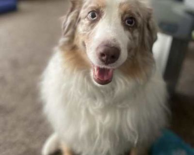 Romi - Australian Shepherd Male Dog for Adoption