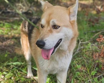 Burt Reynolds - German Shepherd Dog Male Dog for Adoption