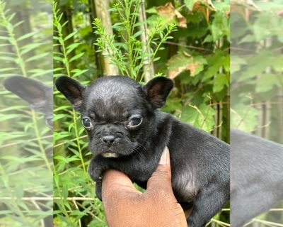 Casse - French Bulldog Female Puppy for Adoption