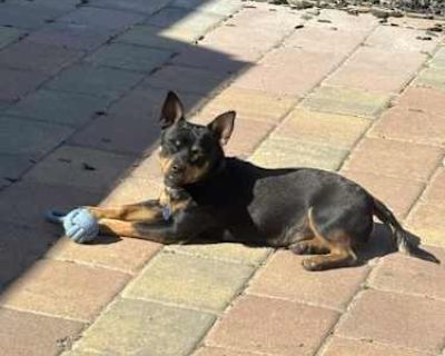 Puto - Mutt Male Puppy for Adoption