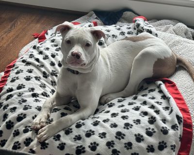 Meet Peppa! Peppa is a sweet, 53 pound 10 month old (as of 10/28/25) playful girl who s as smart as she is lovable! She s potty trained, crate trained, and leash trained, making her an easy companion to welcome into your home. She does great on walks when she sees other dogs, her tail wags happily, and she stays calm on the leash. Peppa absolutely loves kids! She adores her foster family s chil...