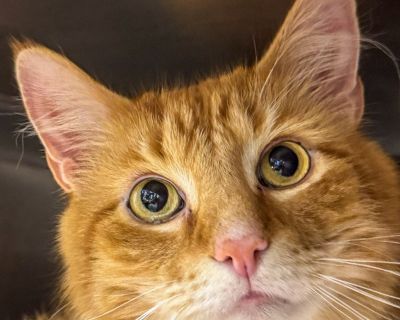 Characteristics Dog Free Home, Affectionate and Loving, Quiet and Low Key Health Vaccinations up to date, spayed / neutered.. Senior Male Large Orange / Red