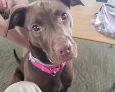 Gia - Labrador Retriever/Catahoula Leopard Dog Mix Female Dog for Adoption