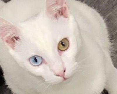 Domestic short hair white cat for sale