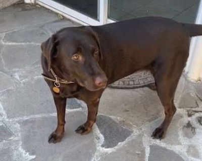 Chloe - Labrador Retriever Female Dog for Adoption