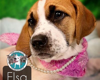 Elsa Anna Cargill - Coonhound & Labrador Retriever Mix Female Puppy for Adoption