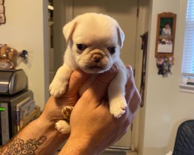 AKC rare white female pug puppy. Now taking a deposit.  Veterinarian checked. Guaranteed health for one year.  775-343-6605