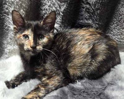 Meet Tiana This brave little tortie has quite the story she was found in the middle of the road in Louisiana on the way to Disney World! Of course, she hitched a ride, spent the trip with us, and made her way back home to Texas. Tiana is playful, full of life, and loves to cuddle more than anything. She s a little adventurer with a big heart, ready to find a forever home where she can keep spre...