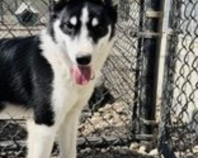 Rigley - Siberian Husky Mix Male Dog for Adoption