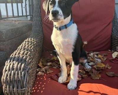 Say hello Scout! This black-and-white bundle of love is full of puppy curiosity, gentle affection, and endless tail wags. He's currently looking for his forever family -- could that be you? About Him: He is a 10 week old border collie mix. He will probably be a medium size dog between 50 and 60 pounds. Adorable black and white markings (look at that little face!) Playful, smart, and eager to pl...