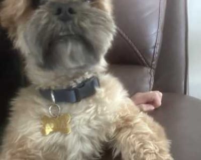 Koda - Shih Tzu Male Dog for Adoption