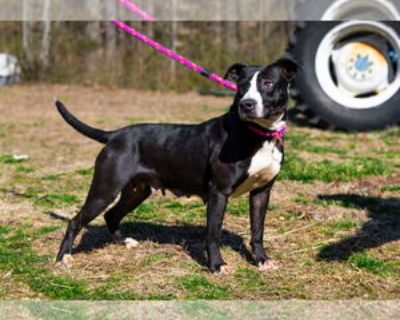 Dahlia - Female American Pit Bull Terrier-Labrador Retriever Mix Adult Dog