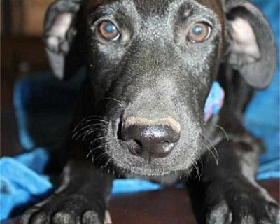 Bordeaux - Rottweiler/Weimaraner Mix Male Puppy for Adoption