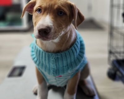 Sadie - Husky Mix Female Puppy for Adoption