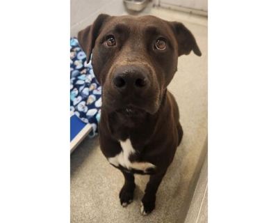 BLAKE - American Pit Bull Terrier/Labrador Retriever Mix Male Dog for Adoption