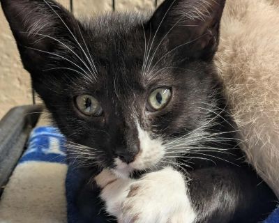 Storm - Domestic Short Hair Male Cat for Adoption