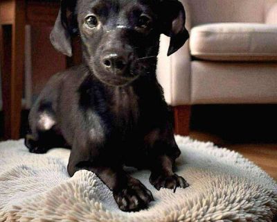 Loral - Miniature Dachshund & Chihuahua Mix Female Dog for Adoption