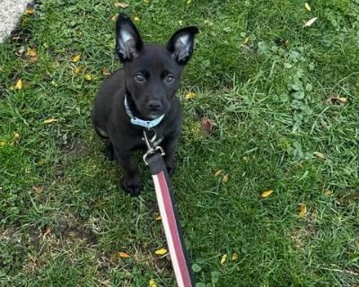 Meet Boo ! Boo is now looking for her forever home. She is about 10 weeks old. Boo is very sweet and playful; she is kid, dog and cat friendly. She is UTD on all vaccines, Microchipped, & UTD on Heartworm/Flea/Tick preventions. The adoption fee is $100 and includes age-appropriate vaccines (DAPP with boosters, Bordetella, Rabies if old enough), multiple broad spectrum deworming treatments, spay...