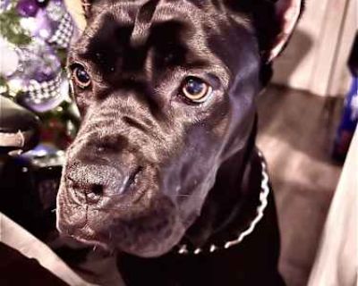 Chanel - Cane Corso Female Dog for Adoption